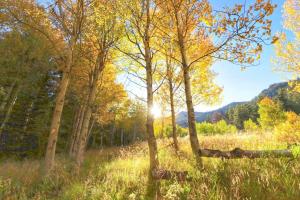 Enjoy a "Weekend in the Wild" in a Conestoga Wagon