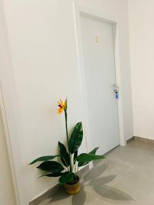 Micrea House Lido Beach