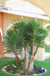 Appartamenti I Lentischi img14