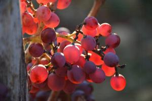 Authentic Stone House Overlooking Les Baux-De-Provence