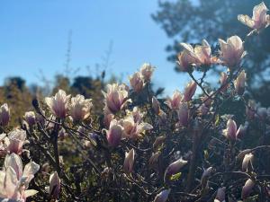 Black Wooden Cottage Near Forest And Beach