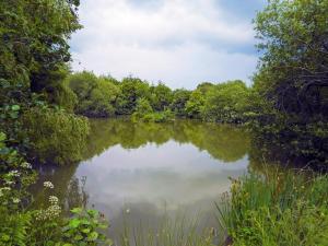 Primrose Lodge - Uk13447