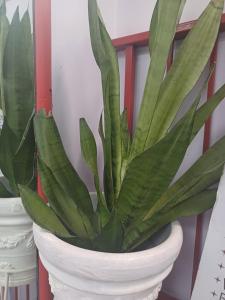 Royal Exquisite Deluxe