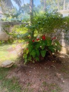 Darana House