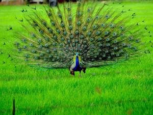 Ceyted Cottage, Polonnaruwa