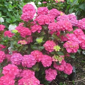 Au Mont Den Face - Les Hortensias