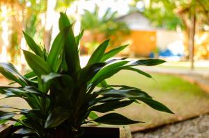 Casa Araçá Alter do Chão