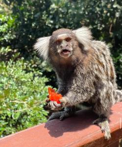 Flat próx a Praia do Amor e Chapadão ideal para casal ou grupo - Strutture non classificate a Pipa