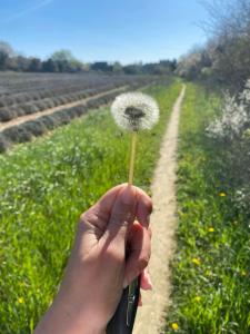 Maisons de vacances Peaceful Family Retreat In Aix-En-Provence : photos des chambres