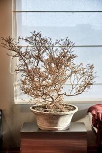 The Art of Rest Seseh Bali