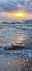 Meduza w obiekcie Dominikana Sianożęty