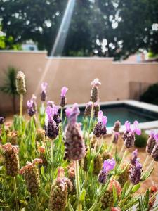 B&B / Chambres d'hotes Le mas de Roussillon chambre d'hotes : photos des chambres