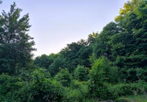Blue Forest Retreat