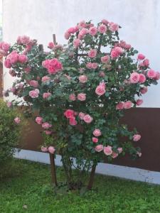 Apartment Carli-Jurč