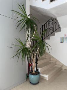 Apartments Villa More