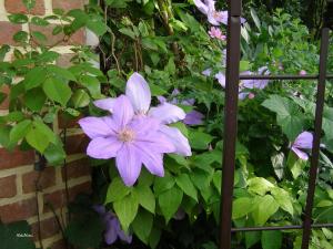 Maisons de vacances Gite des Hortillonnages : photos des chambres