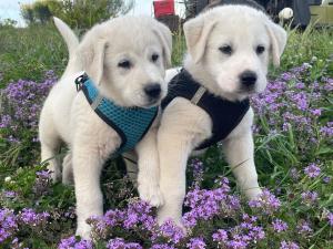 Azienda agricola Panorama