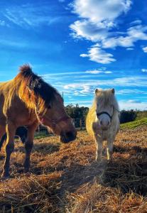 Azienda agricola Panorama