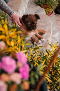 Guest house Hyrmet Demushi