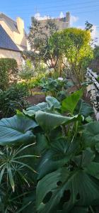 Maisons de vacances La Maison de pecheur typique au Guilvinec - A 100 m de la mer - Tout a pied, plage, port, commerces- Wifi inclus - Linge de lit inclus - Jardin clos - En option , menage et serviettes : photos des chambres