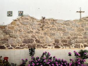 Il Maestralino, nice apartment with courtyard img24