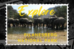 PILANESBERG NATIONAL PARK ENTIRE UNIT In KWA MARITANE BUSH LODGE SAFARI BY DAY, CAMPFIRE BY NIGHT