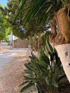 B&B Edda Maison Centralissimo sul Lungomare con Posto Auto e Giardino Privato