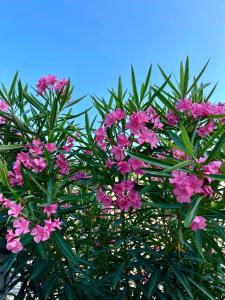 Apartman Belle Maison