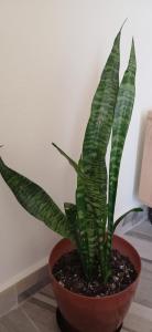 Vlora Vibes Rent Apartment