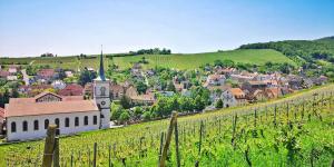 Appartements Splendide Appartement Barr - Route du Vins : photos des chambres