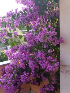 Irena&Dolores Apartments