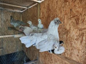 Fuchsbauerhof - Ferienwohnung