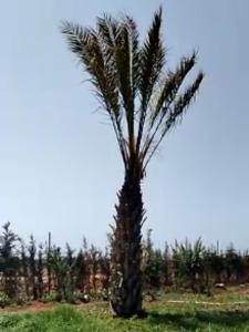 Palmera dar Zahra