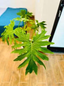 STUDIO - Gần sân vận động MỸ ĐÌNH