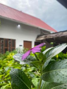 Reef 2Nungwi House