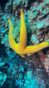 Isola Rossa Appartamenti Paduledda img13