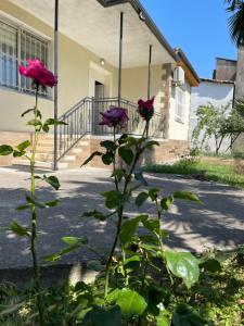 Shkodra Green Heart