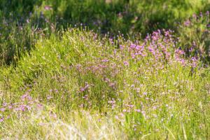 Campings Lodge 4 - Domaine Des Landes : photos des chambres