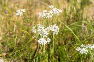 Campings Lodge 4 - Domaine Des Landes : photos des chambres