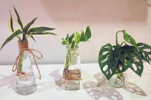 Damiya Peaceful House