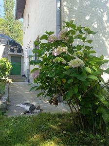 Rooms-Zejnep SARAJEVO