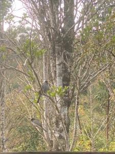 Andasibe Sifaka Lodge