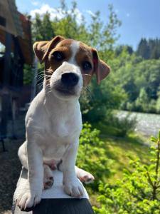 На березі Черемошу