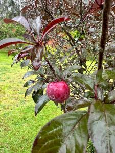 Recanto Florescer ST