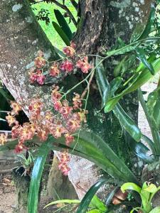 Recanto Florescer ST