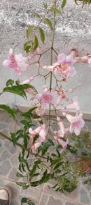 Lakeview Villa Santiago 2