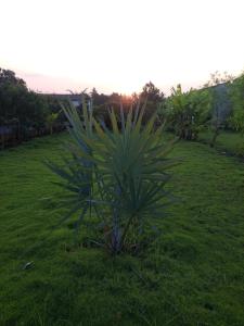 Gir Ness Farm & Resort