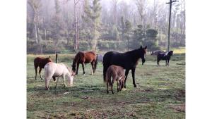 Tiny Retreat by the River by Tiny Away