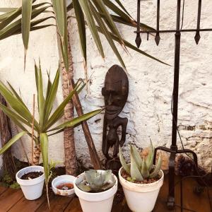 Appartements Studio with Jardin Tropical Terrasse - center city - Beach 150m : photos des chambres