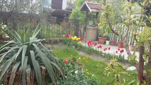 Álom Kuckó Apartman